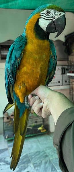 macaw Parot 3