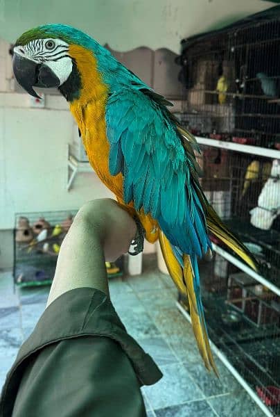 macaw Parot 4