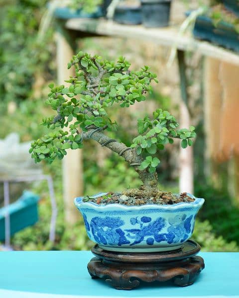 Jade Bonsai 8