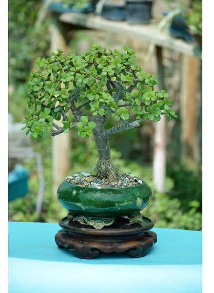 Jade Bonsai 9