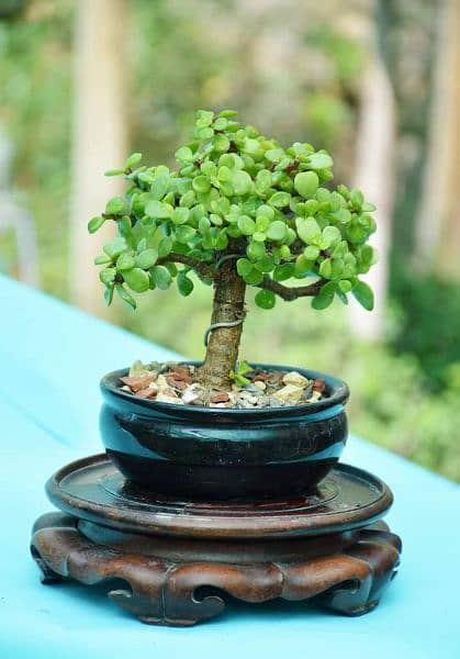 Jade Bonsai 10