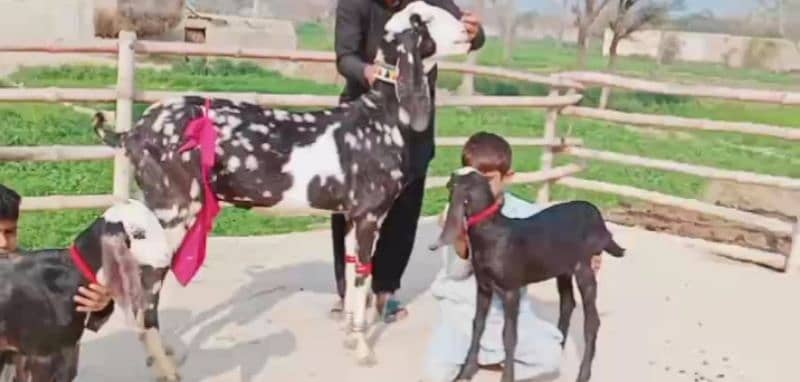 Desi Bakri 2 Bacchon Ka Sath Urgent For Sale Call Number 03134935016 3