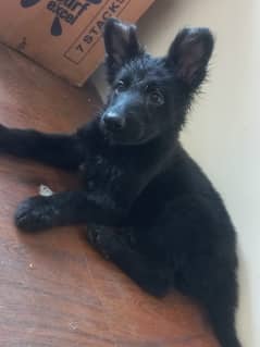 Black German shepherd/ German shepherd puppies available for sale