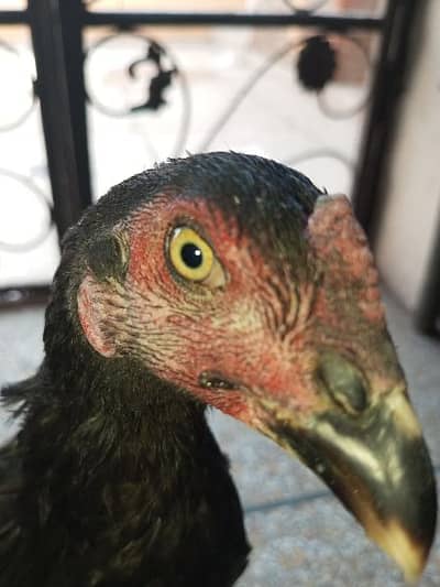 Aseel Thai high quality bird 4 month ka bacha ha