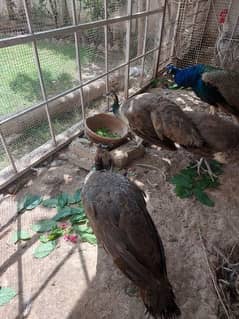 peacock female