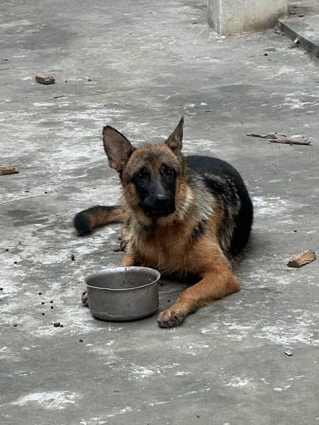 German shepherd female for sale 0