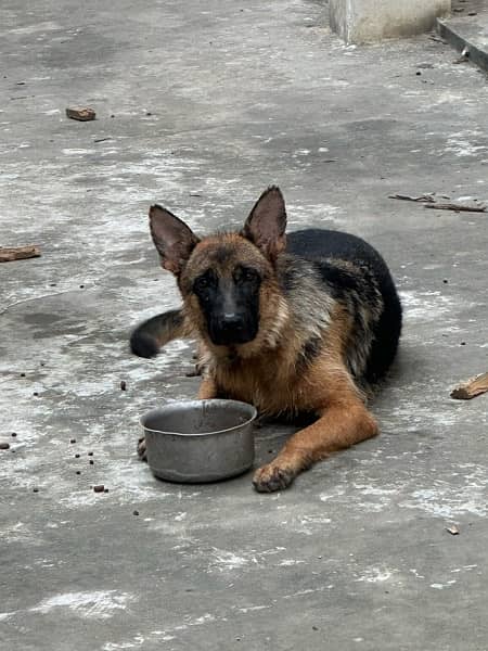 German shepherd female for sale 1