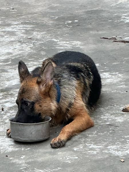 German shepherd female for sale 2