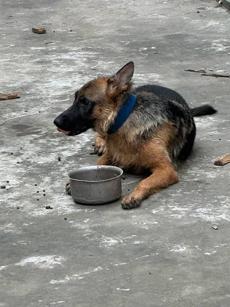 German shepherd female for sale 3