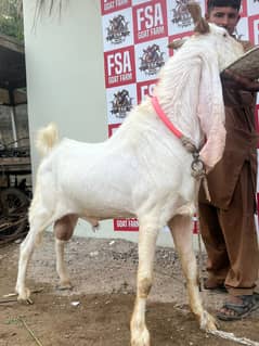 gulabi / Goat / Bakri /  Sindhi bread / بکرے / Sindhi nasal