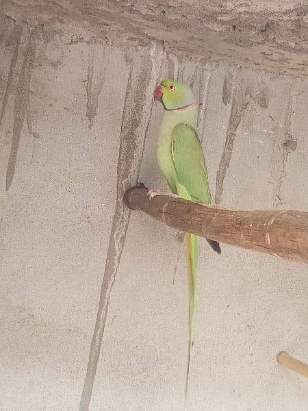 parrot for Sale 1