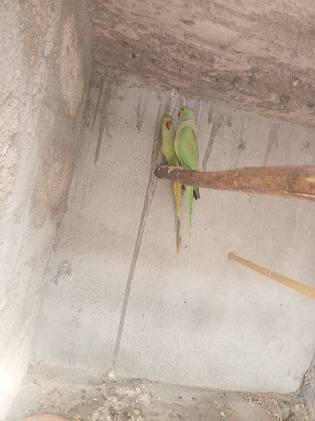 parrot for Sale 2