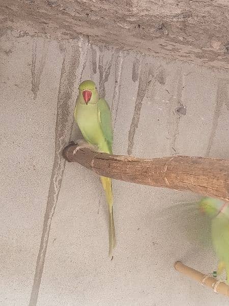 parrot for Sale 3