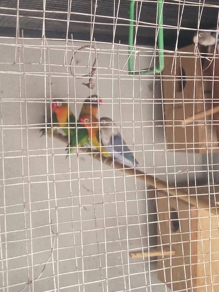 parrot for Sale 4