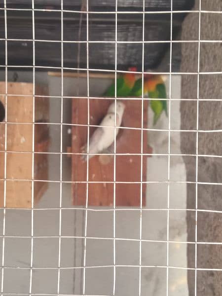 parrot for Sale 5