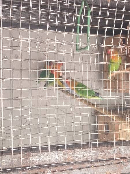 parrot for Sale 6