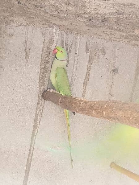 parrot for Sale 7