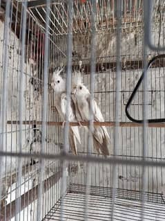 cocktail (pied) breeder pair