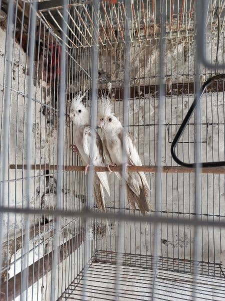 cocktail (pied) breeder pair 0