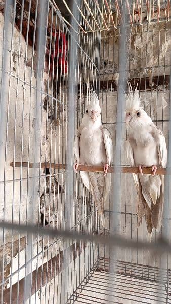 cocktail (pied) breeder pair 1