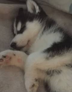 Siberian husky female pup available for sale