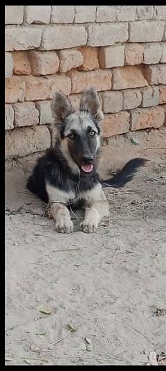 German shepherd female for sale urgent age 5 month