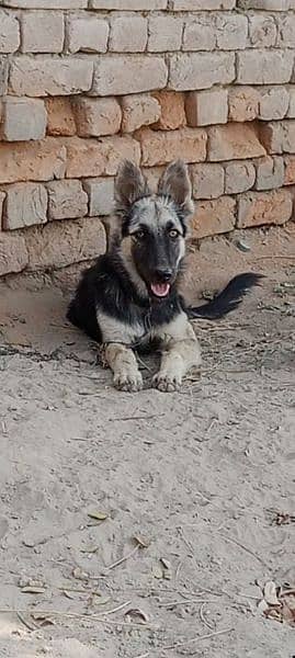 German shepherd female for sale urgent age 5 month 1