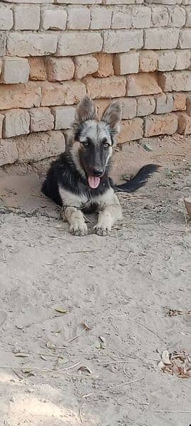 German shepherd female for sale urgent age 5 month 2