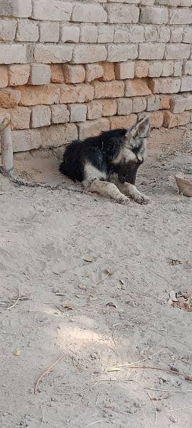 German shepherd female for sale urgent age 5 month 3