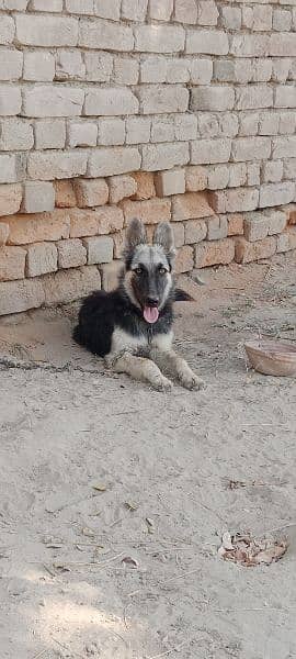 German shepherd female for sale urgent age 5 month 4