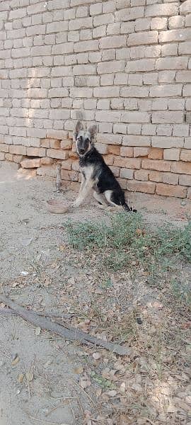 German shepherd female for sale urgent age 5 month 5