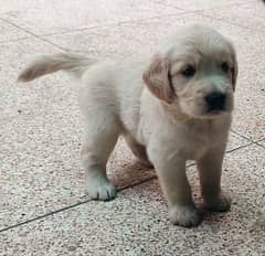 golden retriever puppies