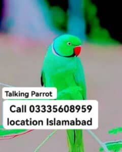 Talking Male Parrot Green Ring Neck Friendly Jumbo Size 0