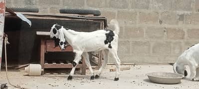 bakra & bakri for sale