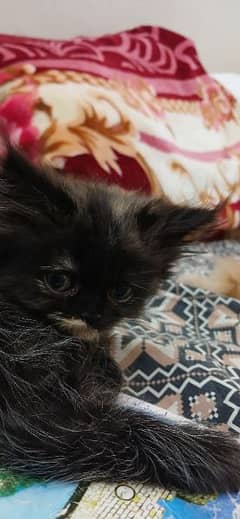 Persian female kitten