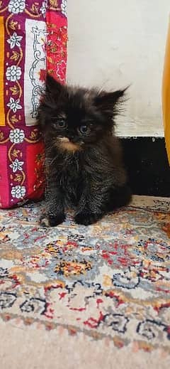 Persian female kitten