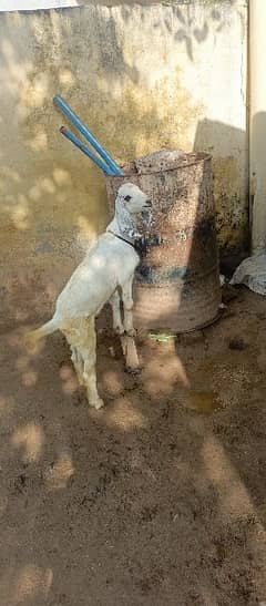 betal desi mix bakri with 2 female path 1.3 month cross