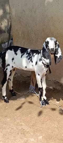 betal desi mix bakri with 2 female path 1.3 month cross