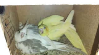 Cockatiel Pair