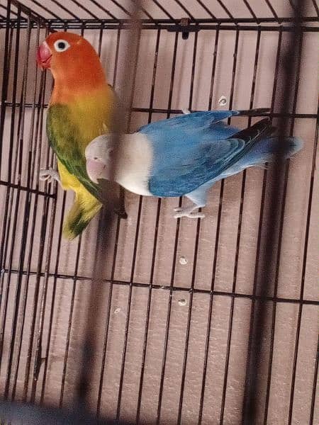 lovebird 1