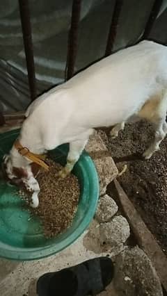 bakra