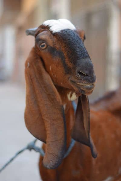 bakri with two male kids 1