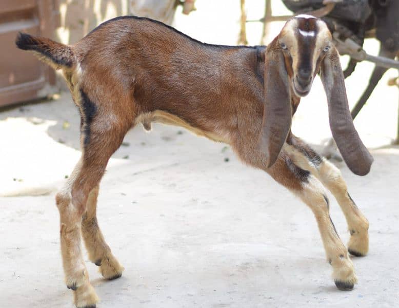 bakri with two male kids 3