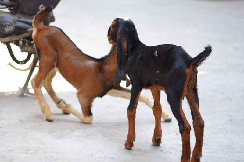 bakri with two male kids 4