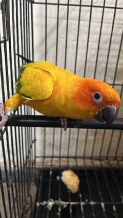 sunconure