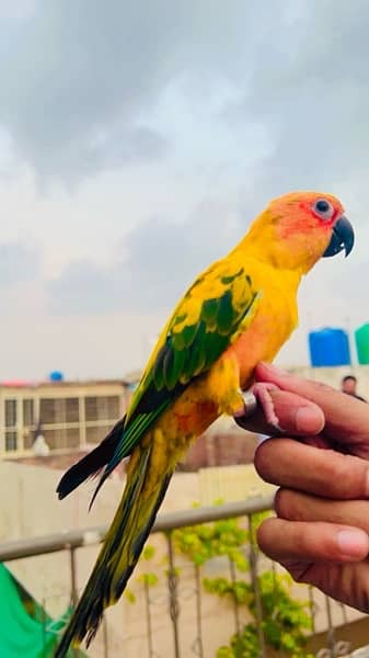 sunconure bounded pair 2.5 year 1