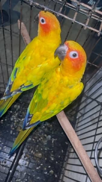 sunconure bounded pair 2.5 year 2