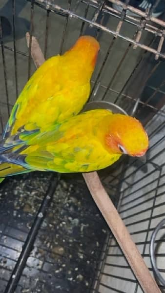 sunconure bounded pair 2.5 year 3