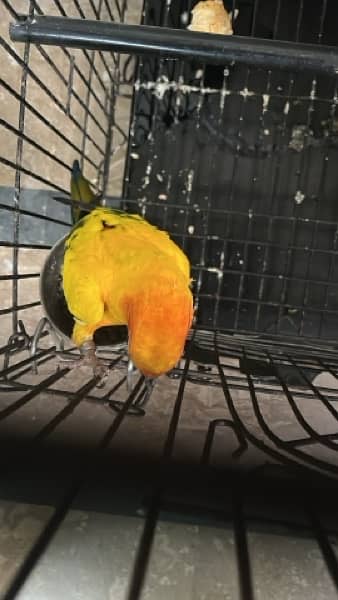 sunconure bounded pair 2.5 year 4