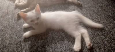 30 days ki cat Russian Persian  breed double  coded 0